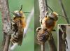 Osmia sp.